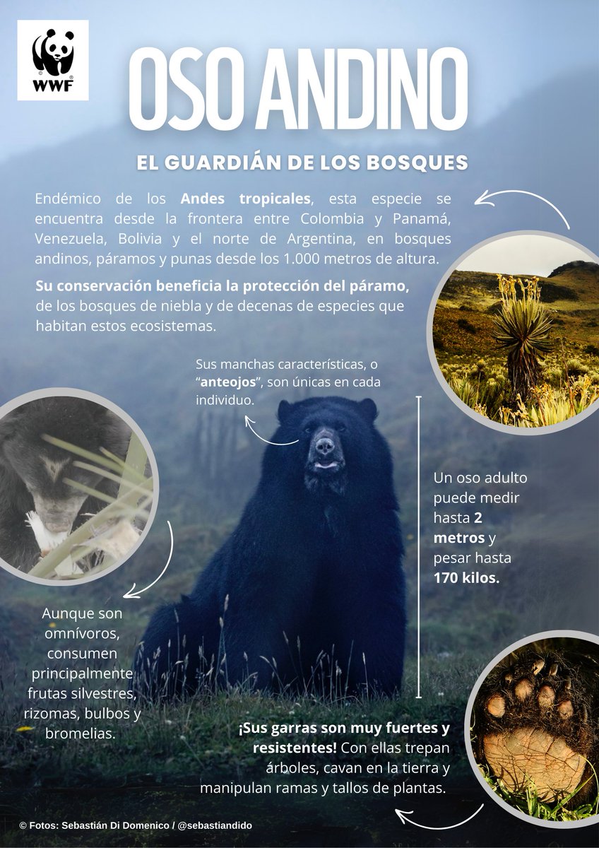 WWF Colombia tweet media