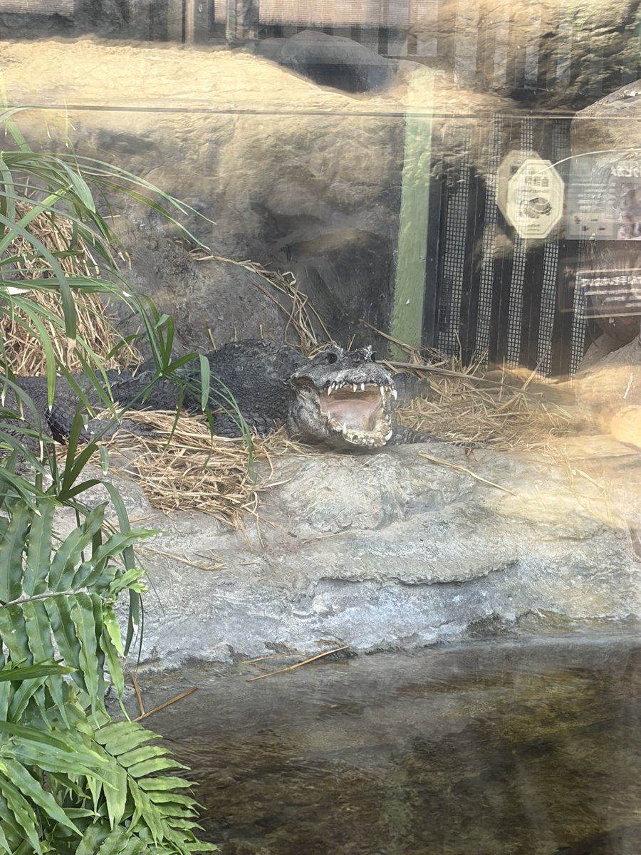 ワニちゃん、カメちゃん