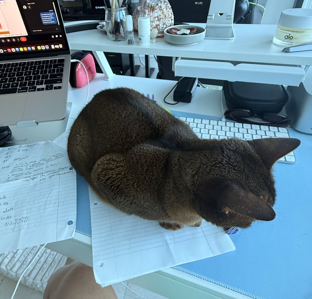 Rebekka🧊Pro tweet media