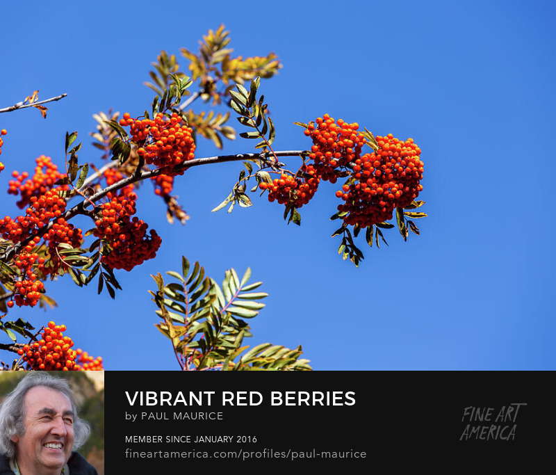 apollo0300's tweet photo. Vibrant Red Berries Against Blue Sky
https://t.co/eoho75mUWW
#autumn #colorsoffall #alps #frenchalps #fruits #berries #redberries #artforsale #buyintoart #fineart #giftidea #giftideas #homedecor #photography #SupportArtists #wallart #FindYourThing https://t.co/yzoMOeL6qT