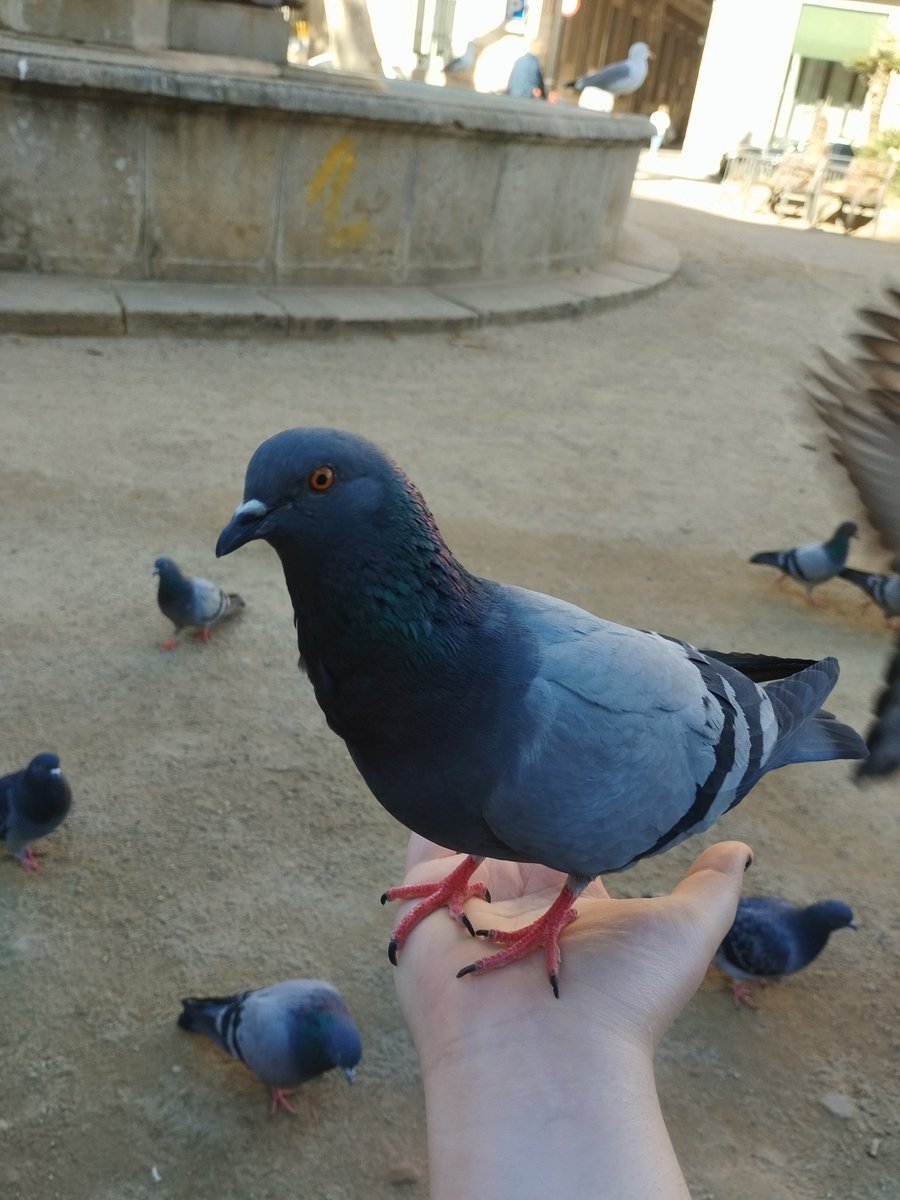 cuando eres una paloma: *curru curru*

ah pero eres una paloma lista: lo de los therians es una psyop de extrema derecha para distraer de la reforma laboral de argentina y los archivos de epstein además de aumentar el odio a la comunidad lgbt i gente que se salga de la norma