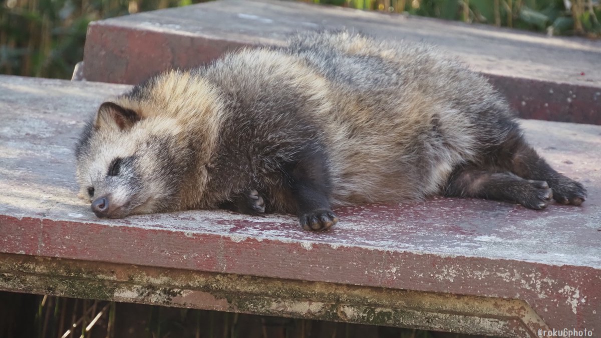 すやぴタヌキ #東山動植物園 #タヌキの里 #ホンドタヌキ 2026.02 耳黒