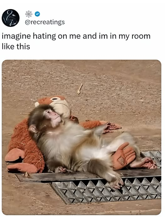 AllyssaBoMa's tweet photo. Punch 🐵❤️ https://t.co/NjEZdUYuI0