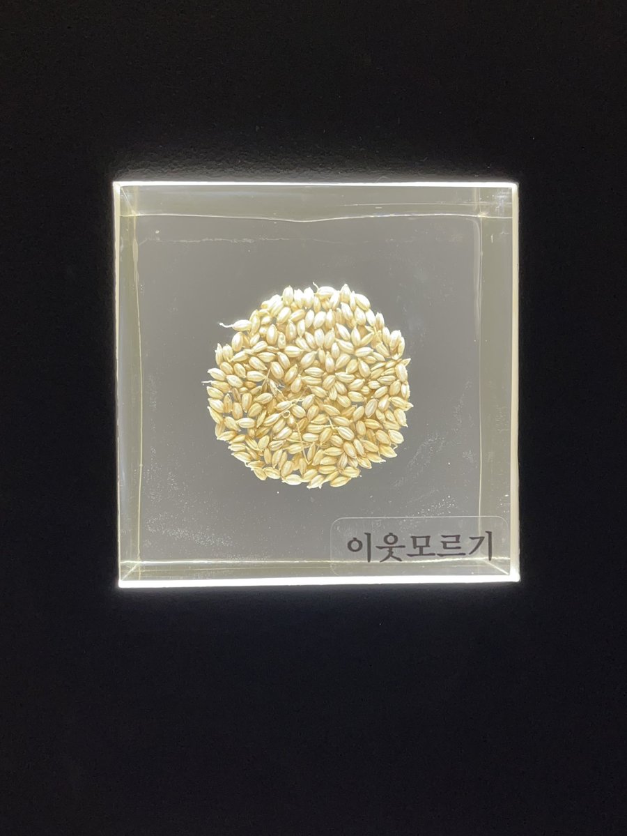 오늘 농업박물관 가서 씨앗 봣다
이름이 신기해서 찍음
토종 벼 종자라는데
농번기에 이웃을 왜 몰라야햇지