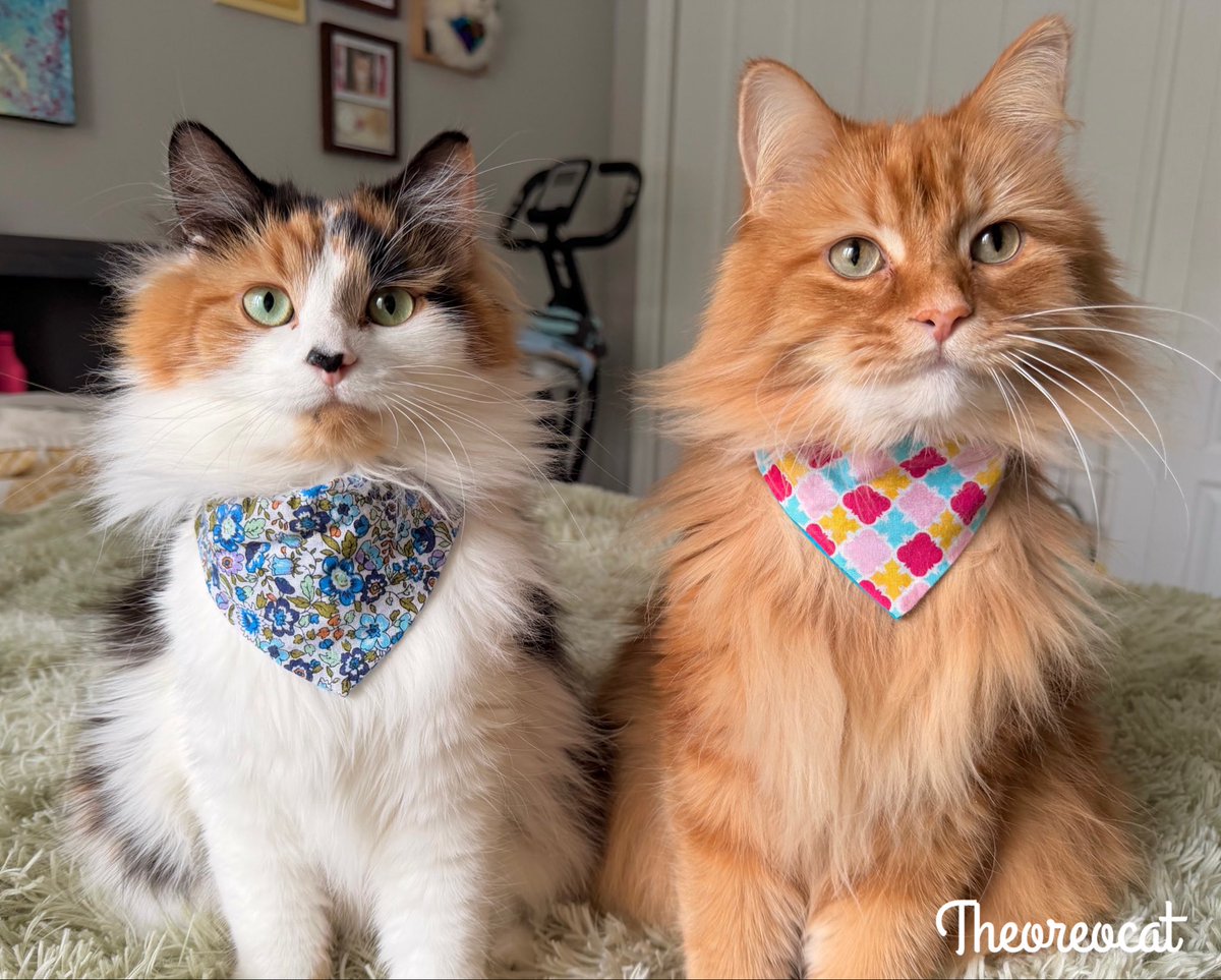 Good morning everypawdy!
Don’t you think me and my Pudding look spiffy today in our bandannas? Which one do you like best?
~ Olive 🫒 

#theoreocat #caturday #CatsOfX