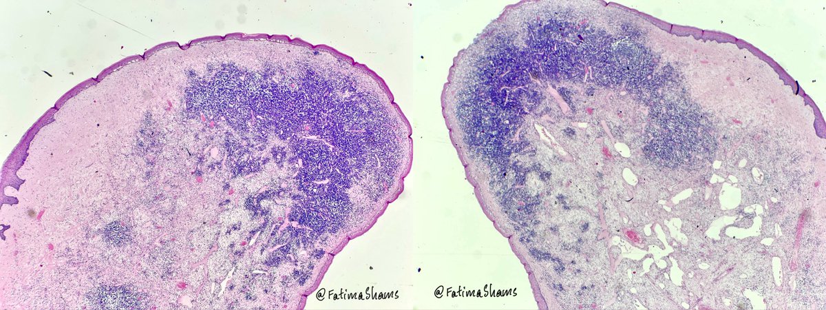 Fatima Shamsuddin tweet media