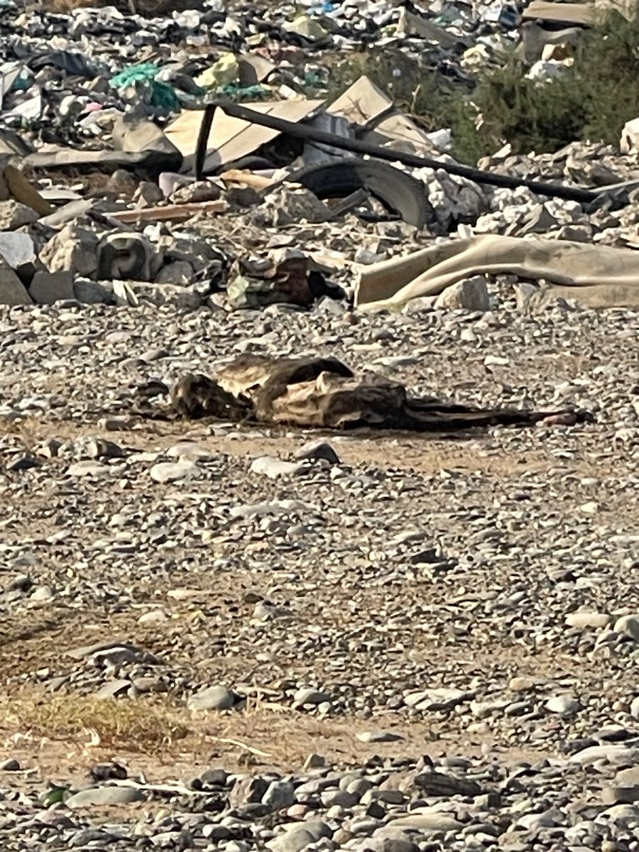 احمدالعوفي🇸🇦🌹🇸🇦 tweet media