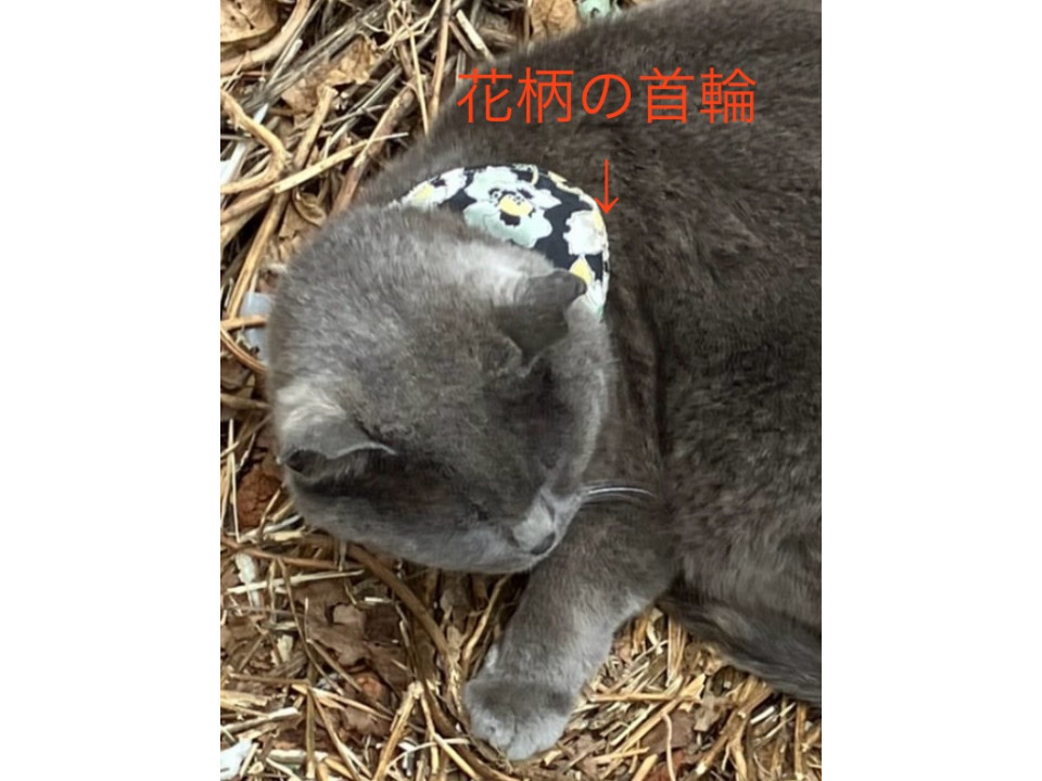 nekojiru_maigo's tweet image. 🔍捜索中
人懐こいロシアンブル-

名前：グレコ
性別：♂
月齢：不明
いなくなった日：🗓2026年2月15日(日)
地域：静岡県浜松市中区詳細：neko-jirushi.com/maigo/40328/