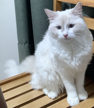 Şķąjşř サラザール tweet media