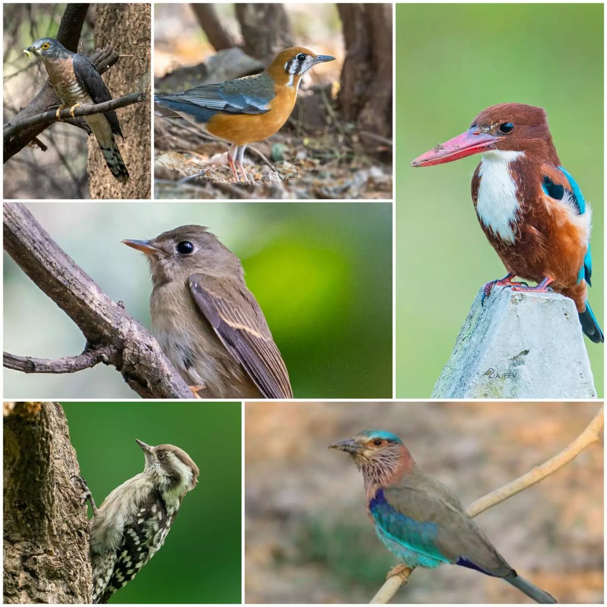 AndhraCommunity's tweet photo. 🦜🌿 #AndhraPradesh makes a splash in bird biodiversity!
In the Great Backyard Bird Count (GBBC) 2026, AP recorded an impressive 320 bird species, securing 12th place nationally.
#AndhraPradesh #GBBC2026 #BirdCount #Biodiversity https://t.co/8n9fVbnZP8