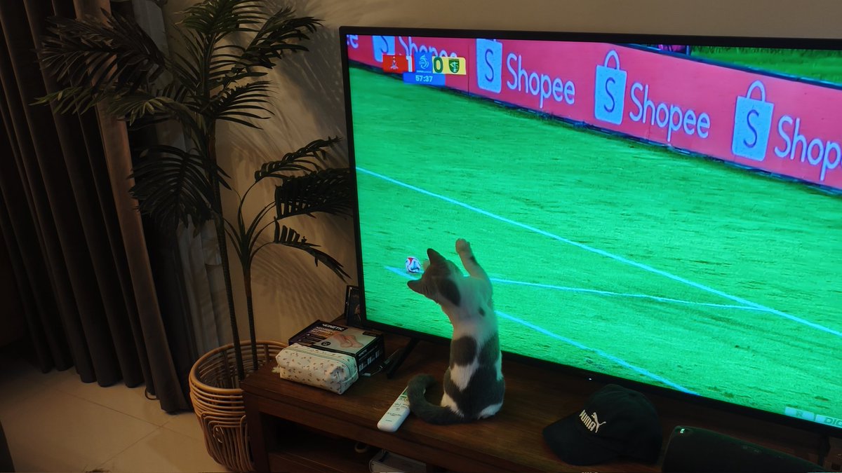 monyet idiot (tapi cantik) kesayangan orang serumah berulah lagi