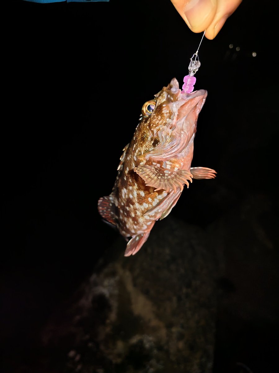 あおパパ (@aopapa_aopro) / Posts / X