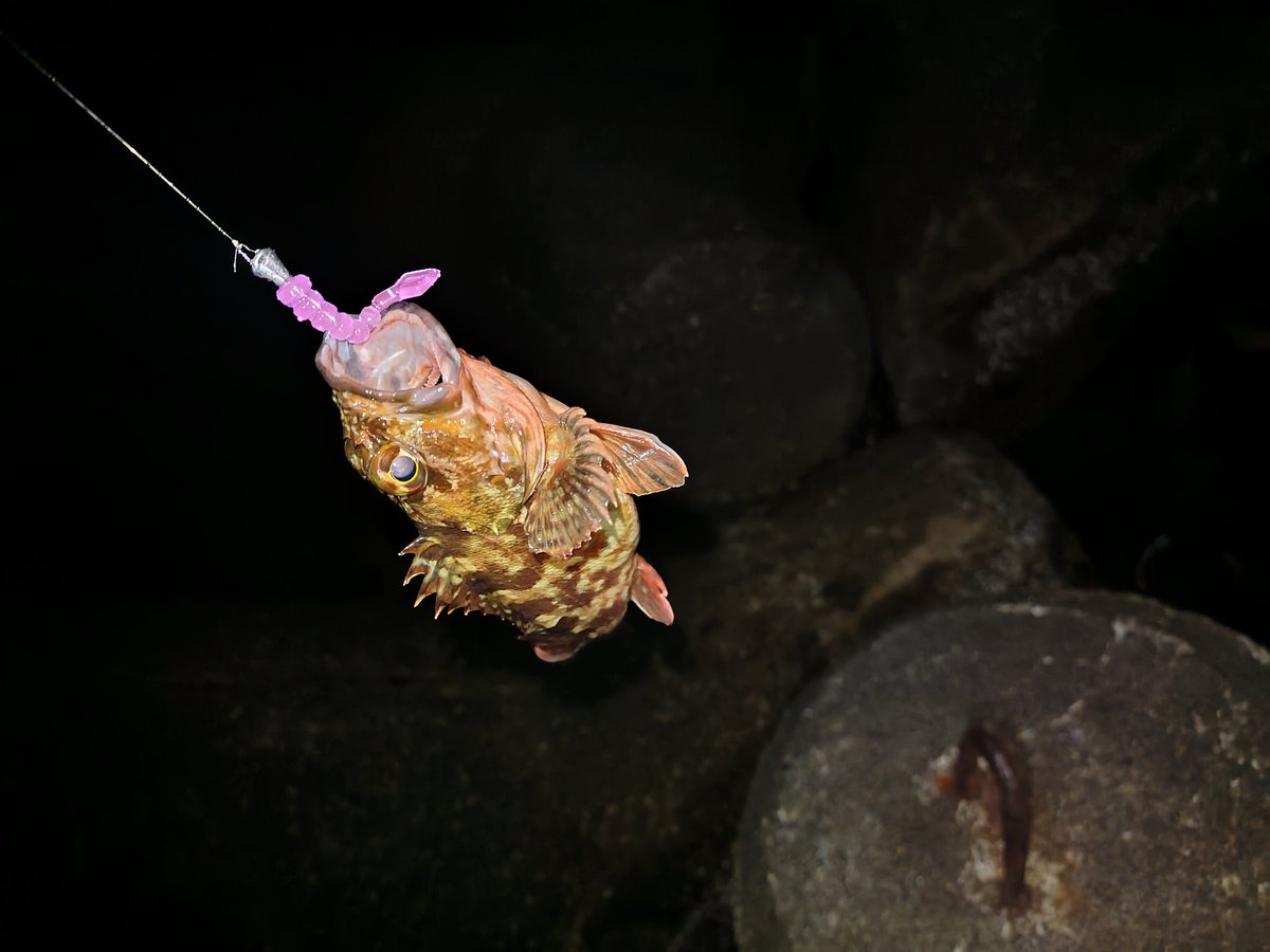 あおパパ (@aopapa_aopro) / Posts / X