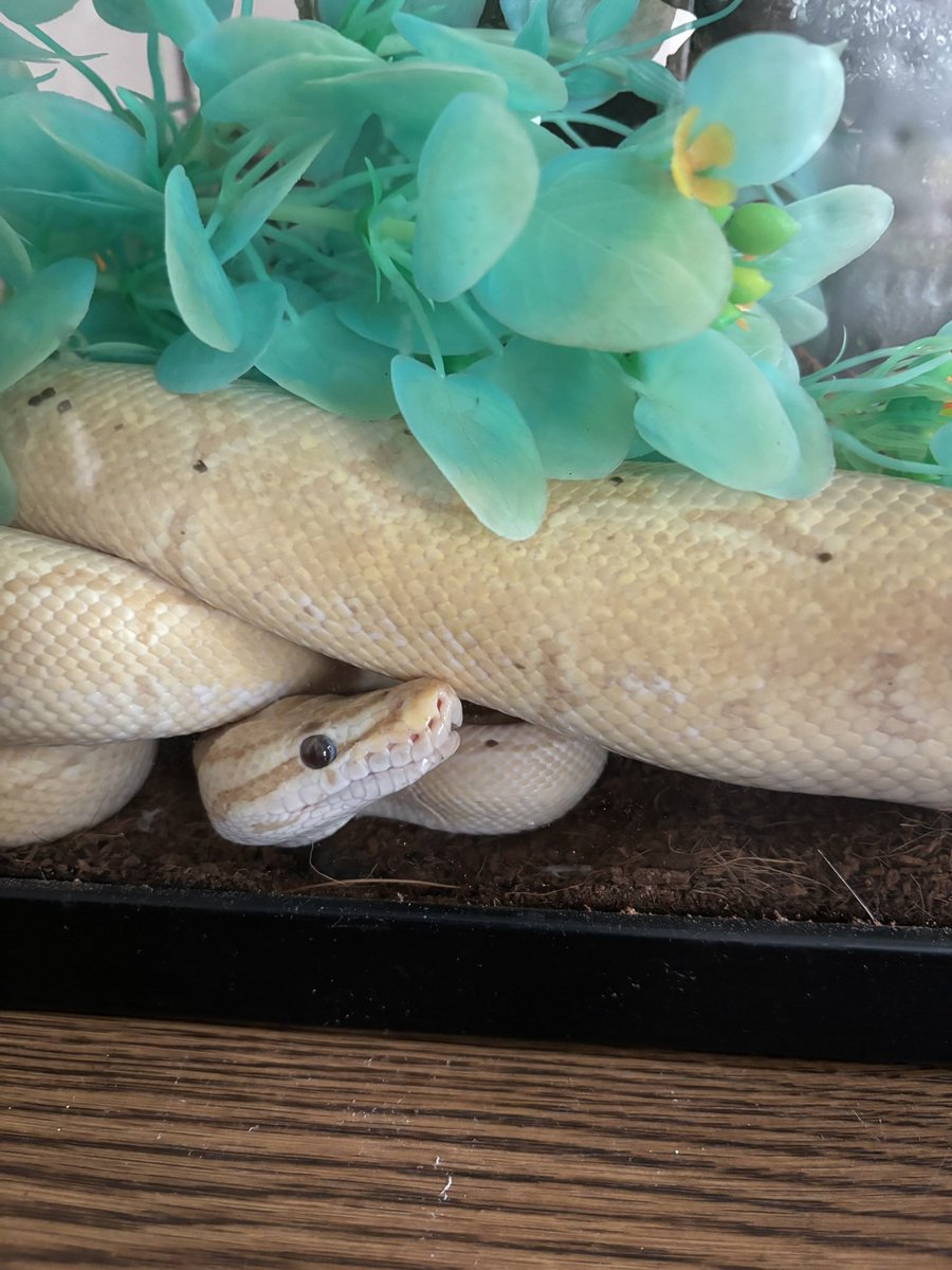 Moonbla5t's tweet photo. @Garrett_Watts this is moxxxie :D a banana pinstripe ball python. no one can chill harder than him https://t.co/eEfjwfwHg6
