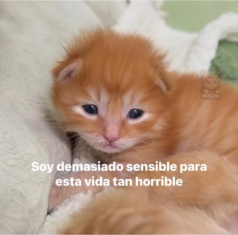 Lonely🥀 (@angelo_uf) on Twitter photo 