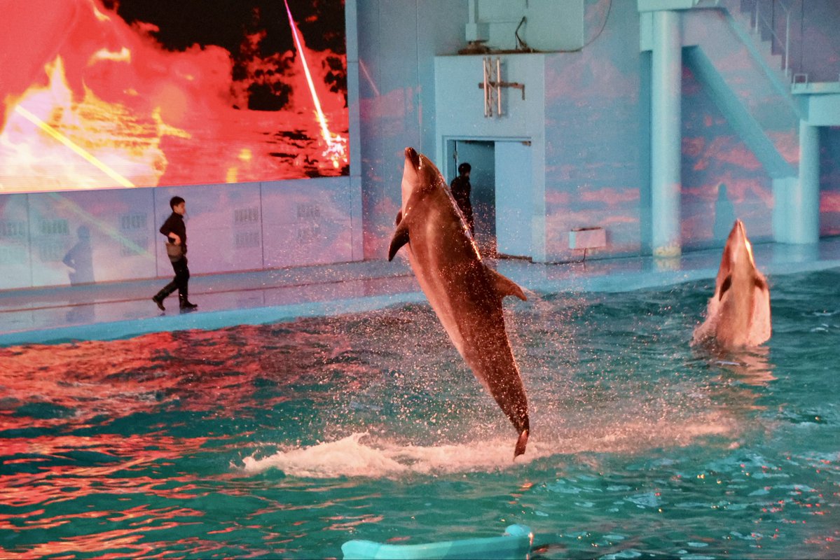 LIGHTIA～七色のキセキ～」 しっかりとした物語仕立てで、イルカと映像