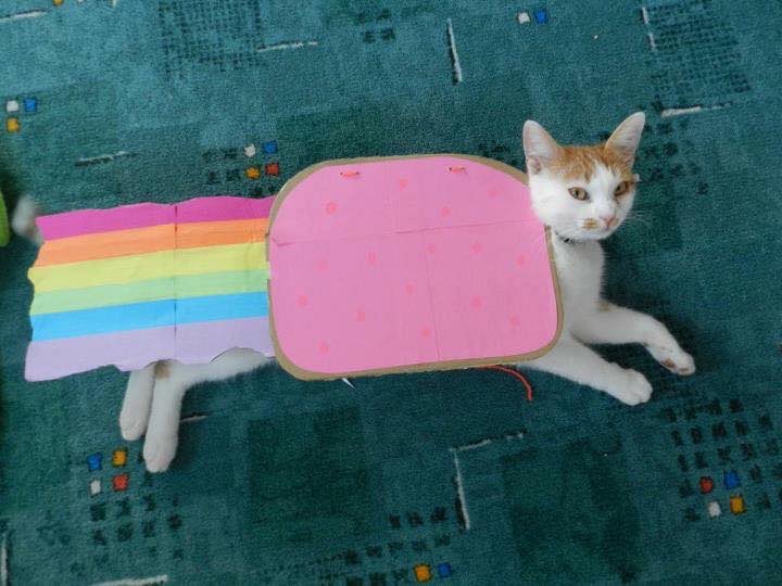 NyanCat's tweet image. Happy National Cat Day! 🐈