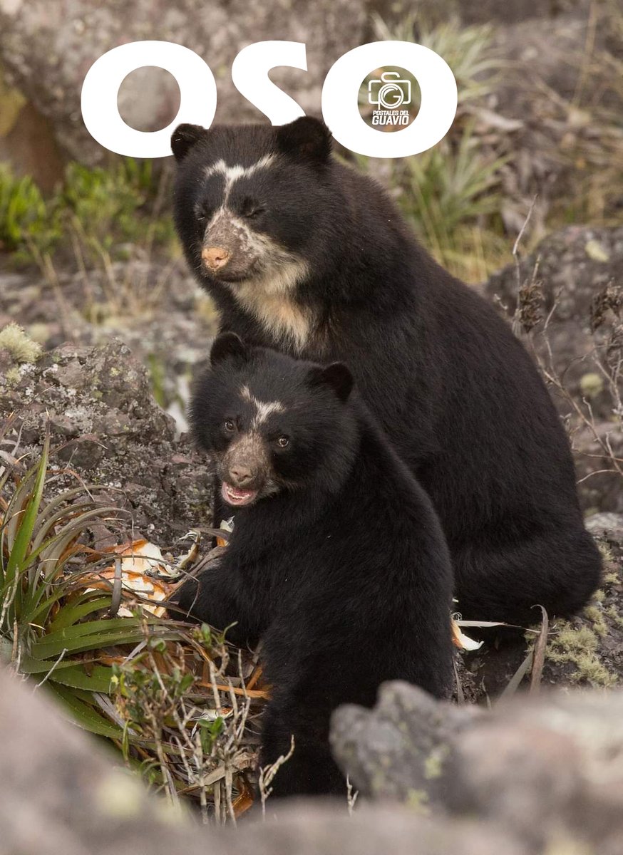 📷¡Hoy celebramos a los guardianes de nuestros ecosistemas! Cada 21 de febrero se conmemora el Día Internacional para la Protección de los Osos del Mundo. Estas especies enfrentan grandes retos como el cambio climático y la pérdida de su hábitat.
#PostalesDelGuavio #Guavio