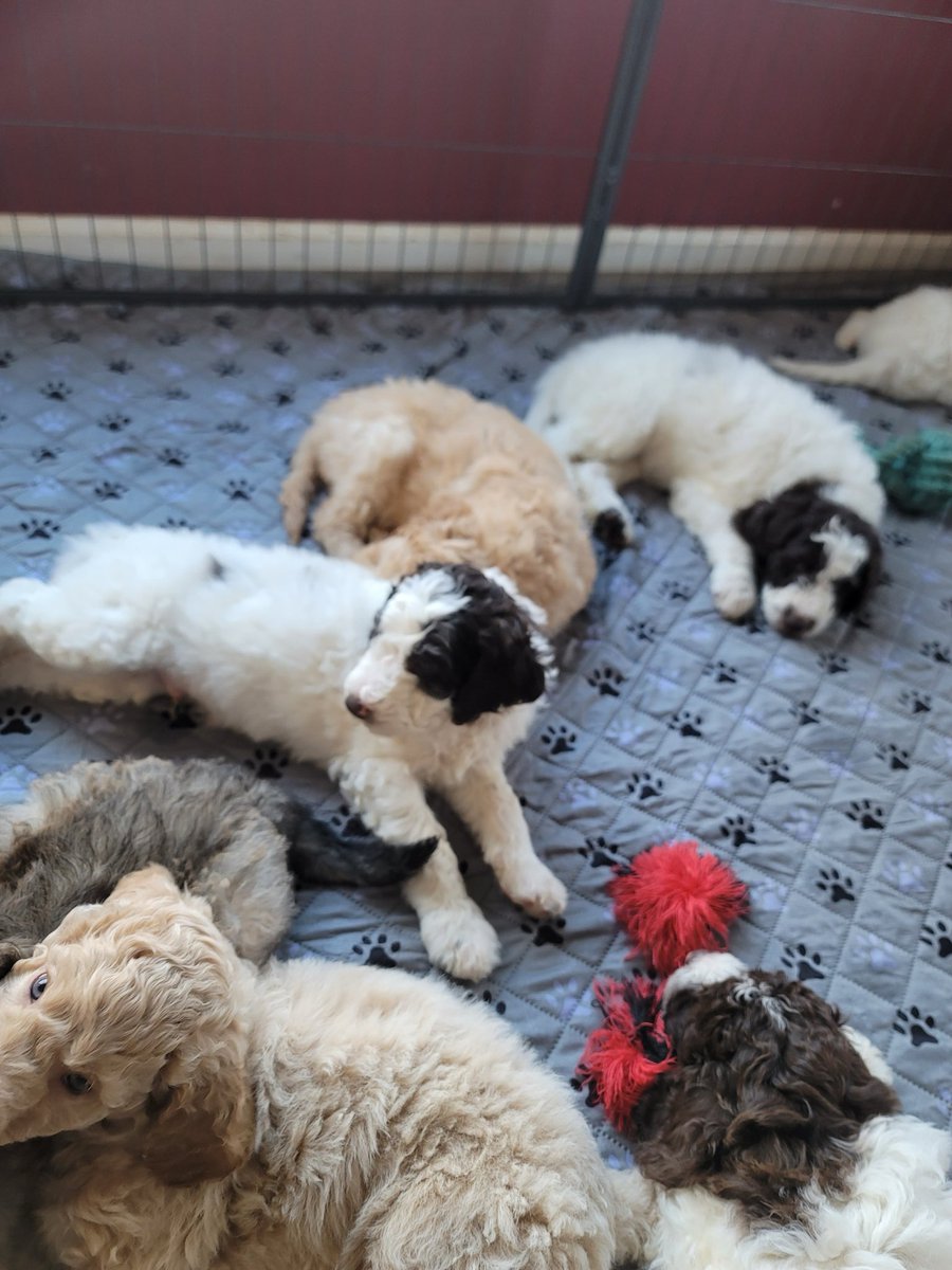 GPRescueSE's tweet photo. These precious F1b Pyredoodle puppies (75% Poodle, 25% Great Pyrenees) need your help NOW! 🐶💔

This adorable litter of 6 fluffy 12-week-olds (plus their sweet mom) came to us after their owner faced sudden serious health crises left her unable to care for them. She pleaded to keep these babies out of shelters, heartbroken at the thought. 

Though Pyredoodles aren’t our usual Great Pyrenees rescues, we stepped up because no one wants these gentle, curly cuties in a rough spot.

They’re playful, snuggly explorers with stunning colors (creams, browns, partis from dad’s brown accents), low-shed curly coats, Poodle smarts, and Pyrenees loyalty. They’ll grow into big, loving guardians—perfect for families or homesteads.

But caring for 6 growing large-breed pups is tough: they’re eating a ton of quality puppy food daily (large-breed formula for healthy joints/growth). We’re covering basics, but food costs are adding up fast while we find them homes.

URGENT CALL TO ACTION:
•  Adopt one (or more!) of these sweethearts—$500 fee per pup (mom lower). Fully vetted, microchipped, ready to go! 

Apply at https://t.co/BaQ6aWkTYI.

•  Can’t adopt? Donate puppy food (large-breed puppy kibble like Purina Pro Plan or similar) or funds for their meals via our site—every $50 bag helps keep them healthy until forever homes!

Donate: https://t.co/3MJKDkDSre

These babies deserve love and security after everything. Share this far and wide—tag friends who love big fluffy pups! Your help could change their world today. 🐾❤️

#GreatPyreneesRescueSoutheast #LillysGreatPyrenees#PyreneesHomewardTrails  #PYRStrong #PYRMindset