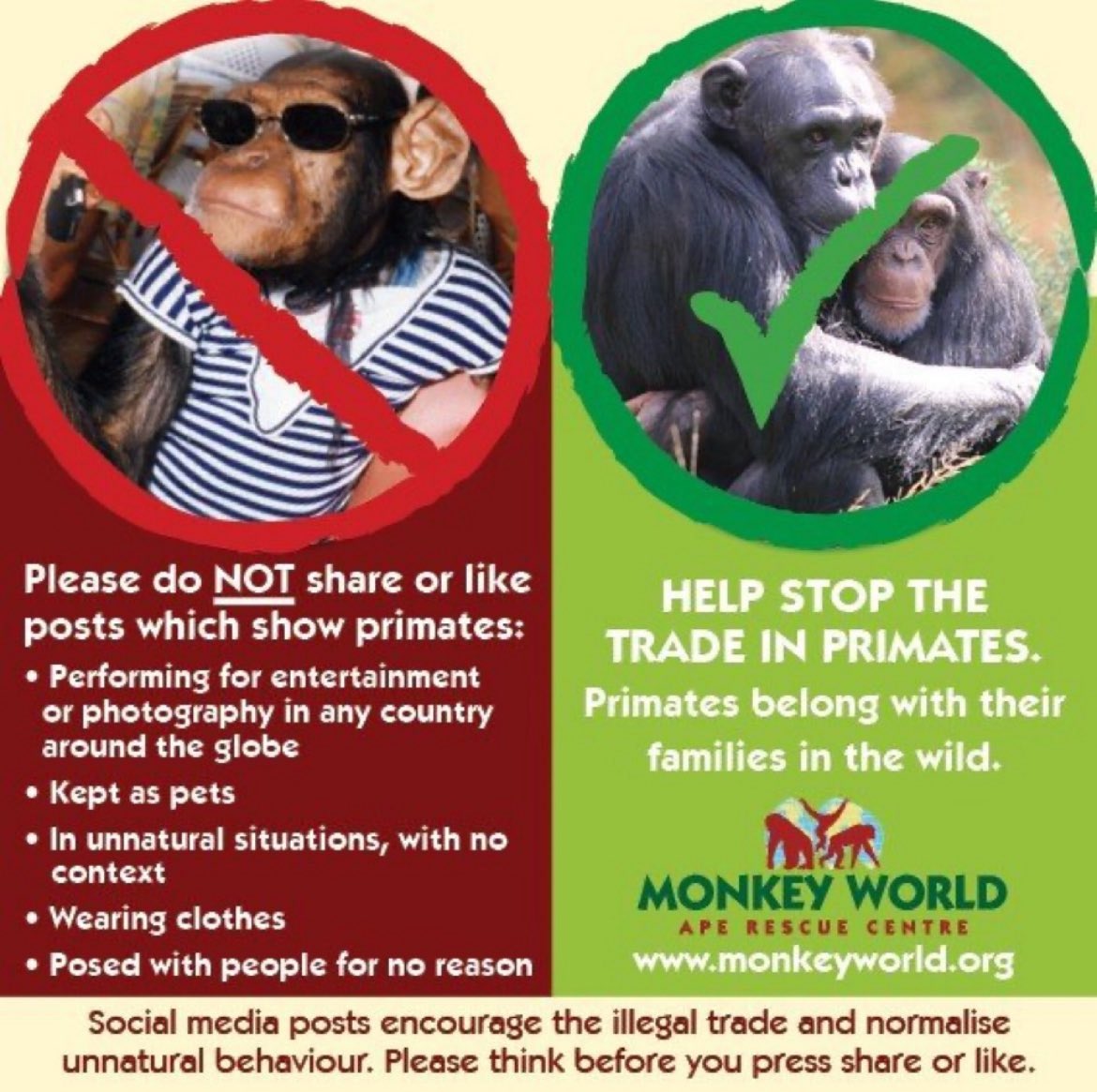 GinglesMr's tweet image. Since Punch is so popular right now I figure I should post this again because it's a serious problem! Don't act like you care about primates then post gifs/pictures of them being abused!!!!