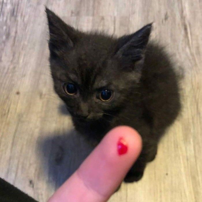 fthꪜ (@tekoology) on Twitter photo 