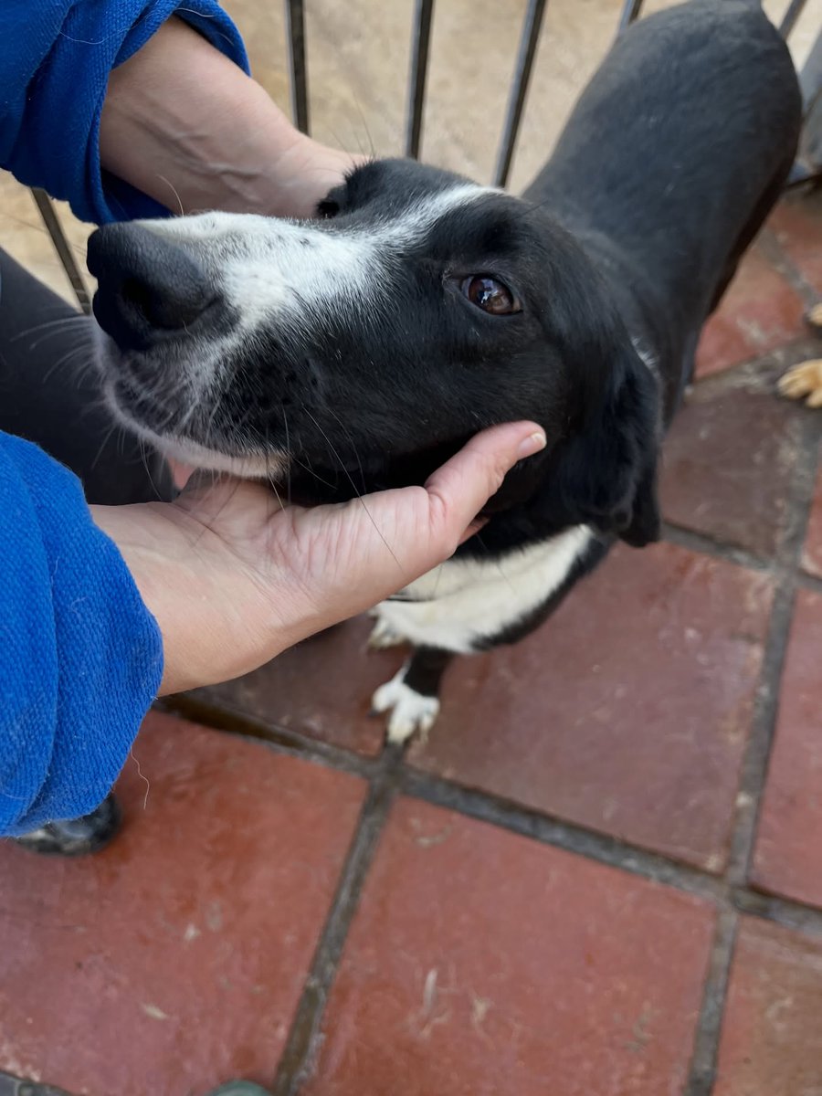 Rescue dogs for rehoming tweet media