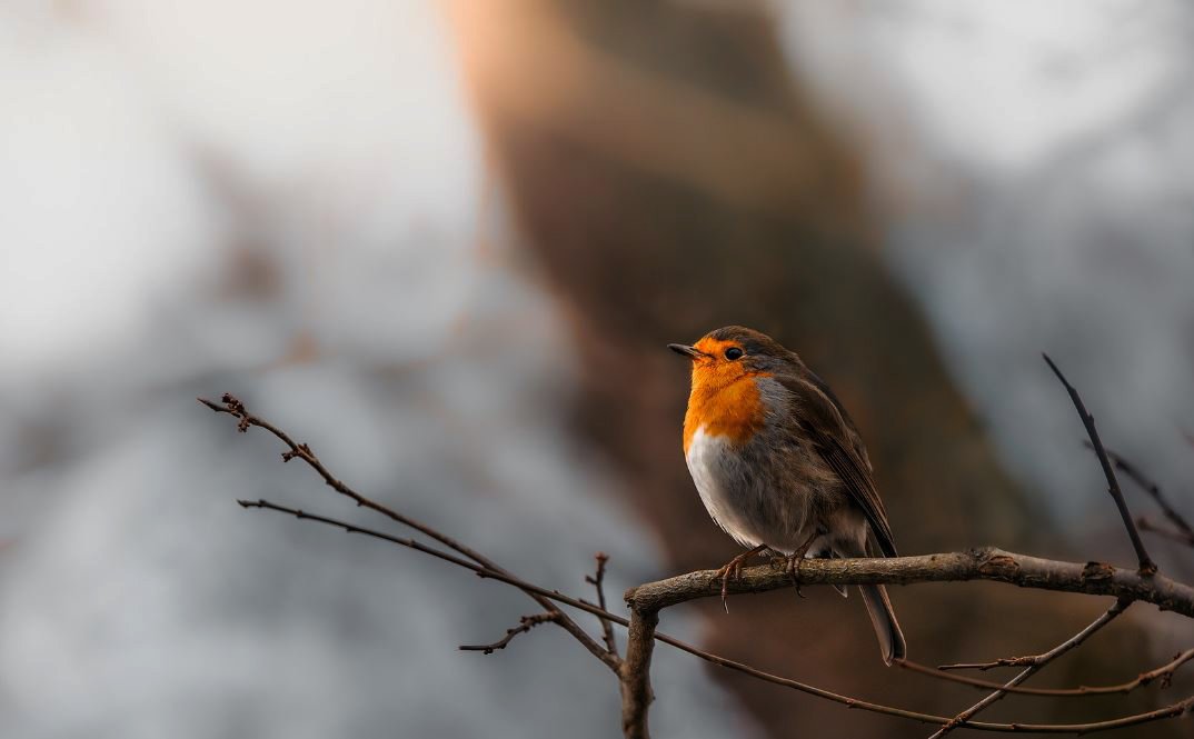 Sunday—
the sky at rest,
only worry kneels