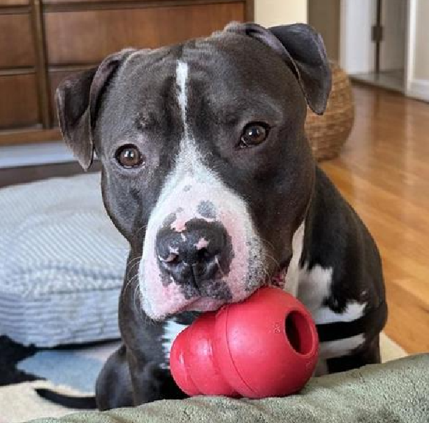 NMBewitched's tweet photo. #SaturdaySublime 
#AdoptionisaPassion 

Lennard, 
Is this not the bestest photo of a #pittie finding a sliver of sun to lay in? 🥰😇🥰

Also Lennard needs you to fill his Kong w/ frozen peanut butter🙏

Yes, you can #Adopt a dog from an #ACCFoster
In fact I think it is a brilliant idea 
https://t.co/uKDoz3sBhO 
#AdoptMe
