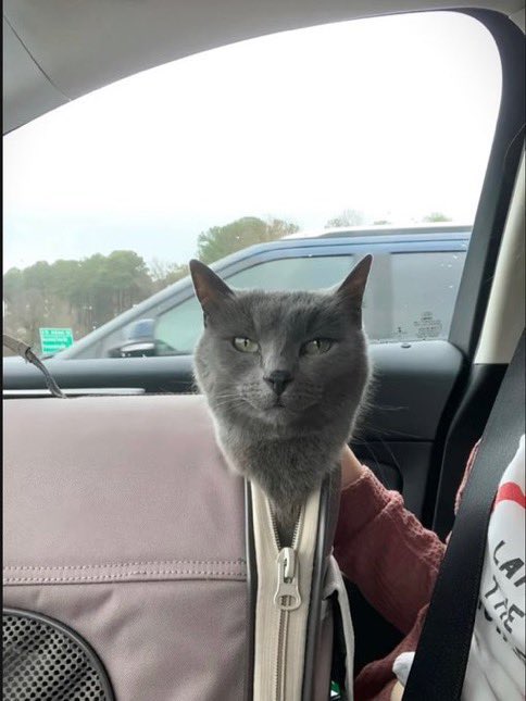 helldumphere's tweet image. ฅ(ᵔ꒳ ᵔマ.ᐟ 

#blooncatsmovement #catsoftheweek