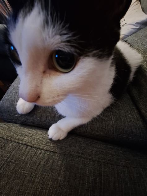 helldumphere's tweet image. ฅ(ᵔ꒳ ᵔマ.ᐟ 

#blooncatsmovement #catsoftheweek