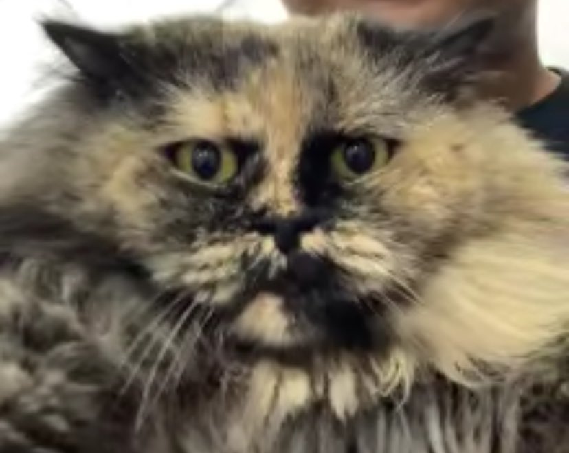 helldumphere's tweet image. ฅ(ᵔ꒳ ᵔマ.ᐟ 

#blooncatsmovement #catsoftheweek