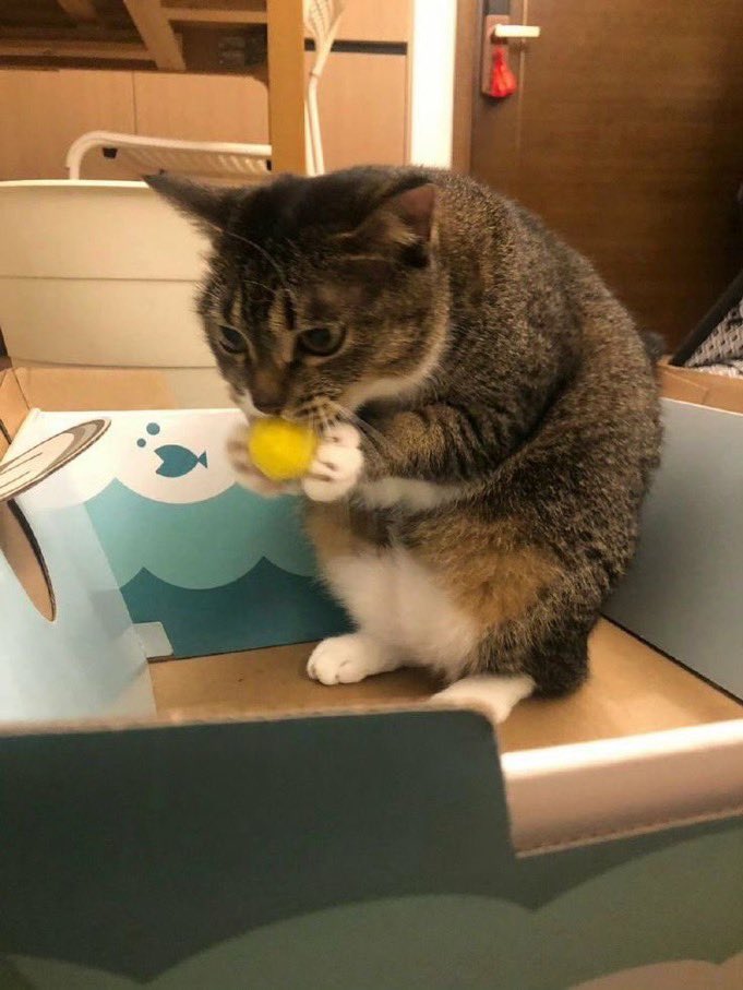 helldumphere's tweet image. ฅ(ᵔ꒳ ᵔマ.ᐟ 

#blooncatsmovement #catsoftheweek