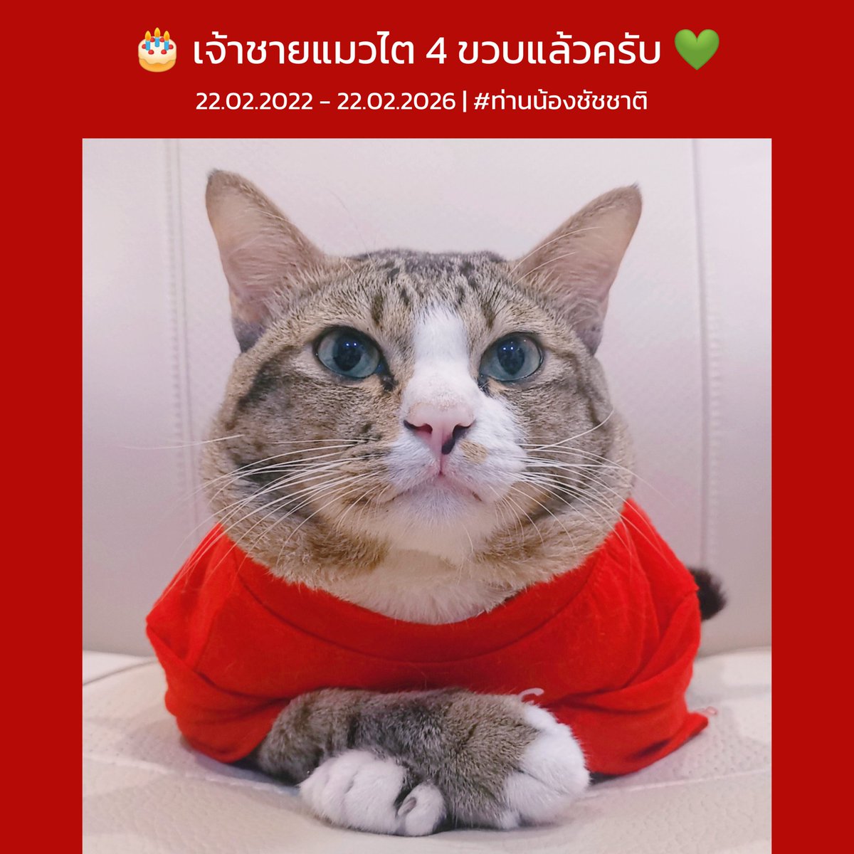 allforrage's tweet photo. 22.02.2026 วันนี้เจ้าชายแมวไตครบ 4 ขวบเต็มครับ และอยู่กับพี่ทาสมา 3 ปี 9 เดือนแล้วครับผม 🎁 💚
#ท่านน้องชัชชาติ
#เจ้าชายแมวไตในวัยสี่ขวบเต็ม
#เราชื่อติ๋มนะ https://t.co/GyEh2YlGe4