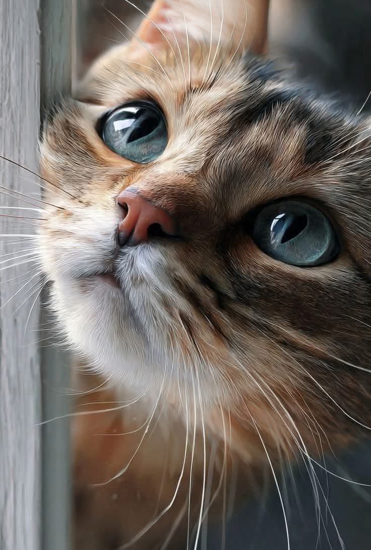veritebeaute's tweet photo. « Les chats comblent les espaces vides de l’univers humain. »

                                               ✒️ Marion Garretty
. https://t.co/VM4Wk4Bse8