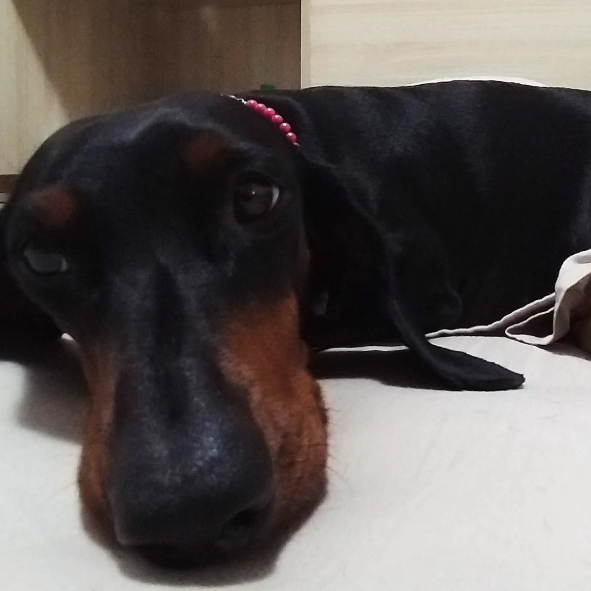 llin já quebrada tweet media