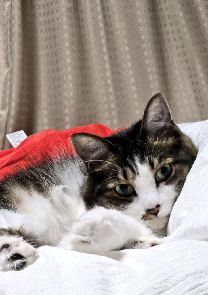 ニャンニャンニャン222 2月22日