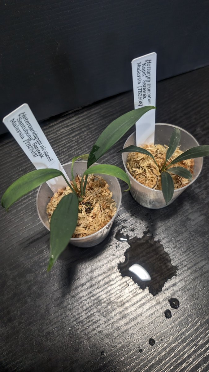 芋わるんお疲れ様でした！
Heteroaridarumも2種揃ったしGalantharumと比べて育てたかったHottatumも手に入ったので満足😊
お会いした方ありがとうございました！
