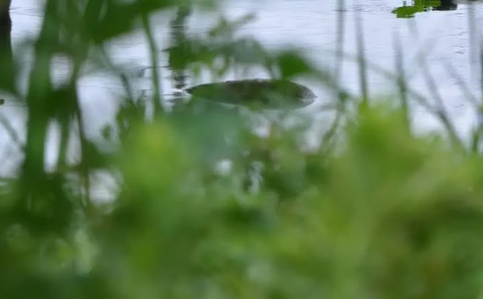 Cryptid Quest tweet media
