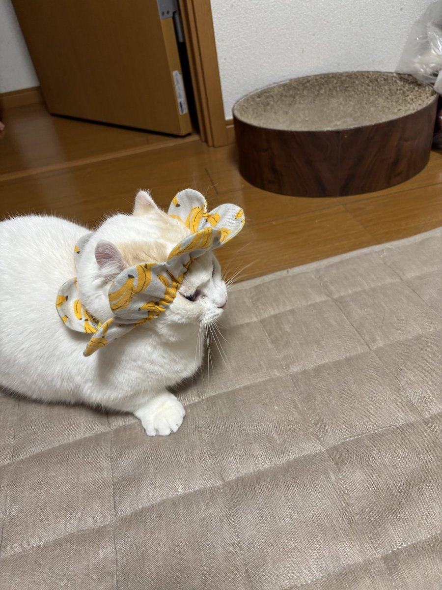 0213Apo's tweet photo. ネコが喧嘩、様子見に行ったらコレ、首輪シャンプーハット

あまりにも面白すぎてすぐに直してあげなくてごめんね

#猫の日　#猫 https://t.co/XRTY4MwmdU