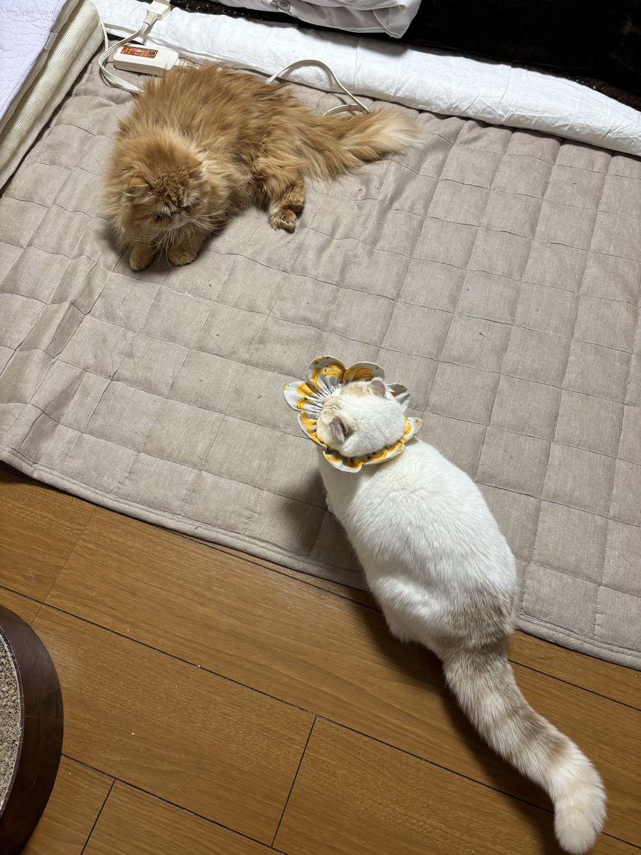 0213Apo's tweet photo. ネコが喧嘩、様子見に行ったらコレ、首輪シャンプーハット

あまりにも面白すぎてすぐに直してあげなくてごめんね

#猫の日　#猫 https://t.co/XRTY4MwmdU