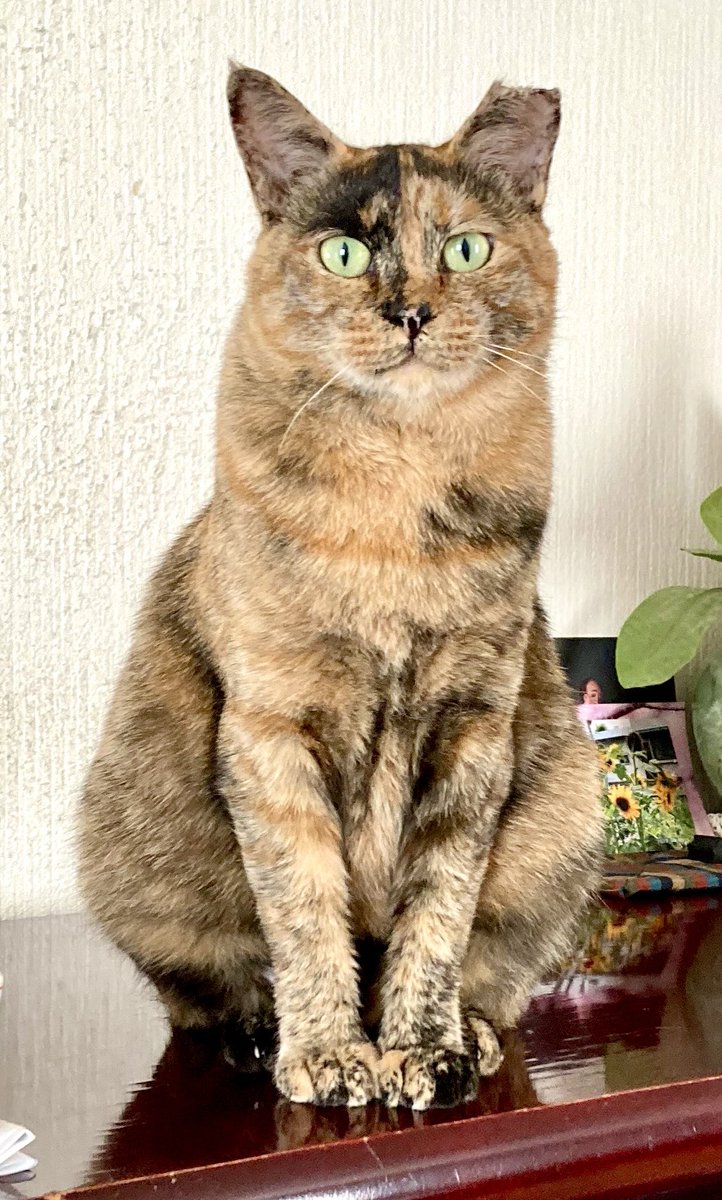 ピースにゃんこ函館＠うめこBB tweet media