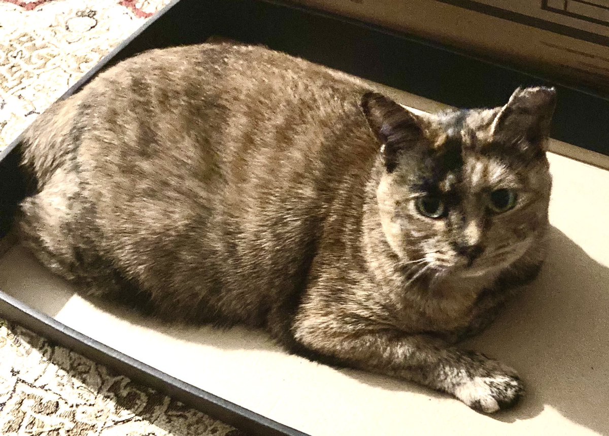 ピースにゃんこ函館＠うめこBB tweet media