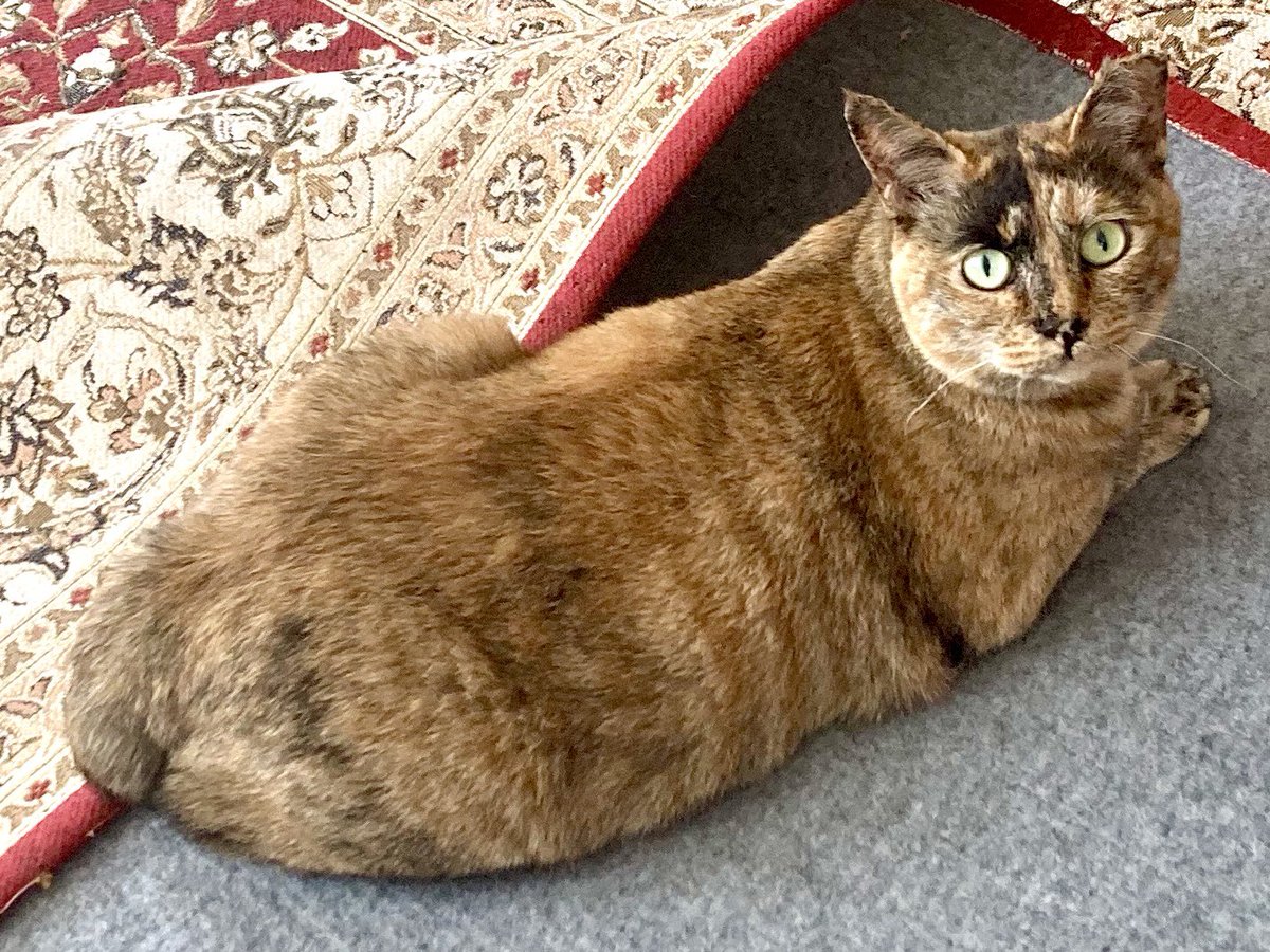 ピースにゃんこ函館＠うめこBB tweet media