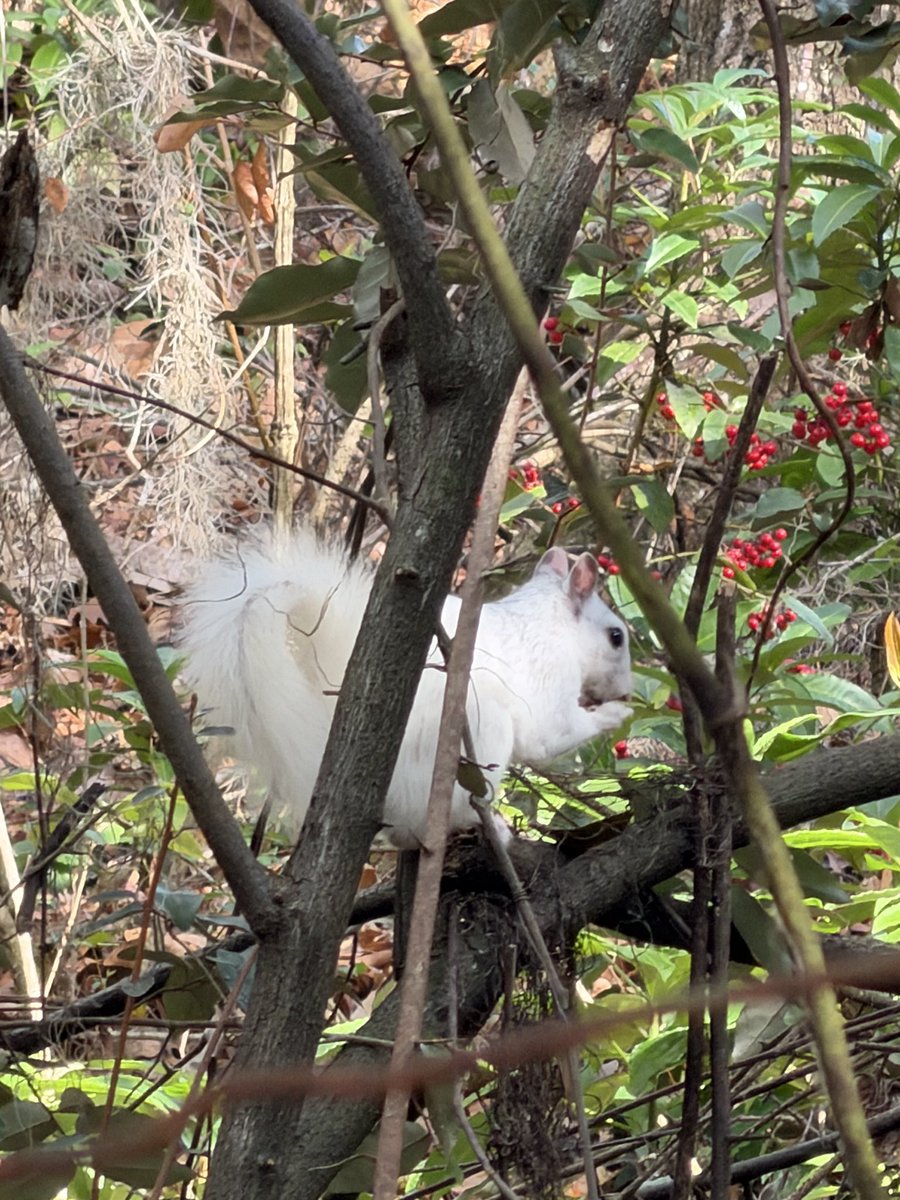 Steve Schale tweet media