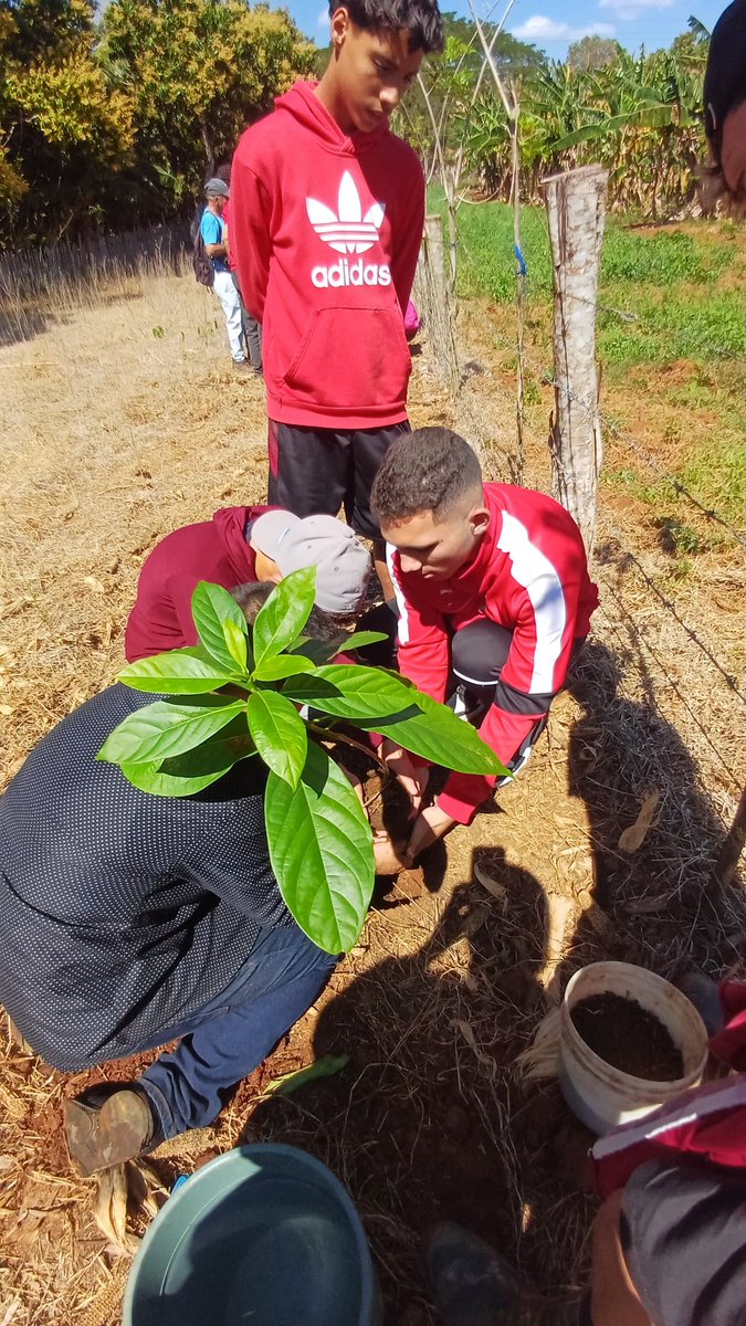 CUMLaPalmaUPR's tweet photo. En el día de ayer, en el marco del proyecto CIENPINOS en sinergia con los proyectos PALMAS y Gobernanza Climática, se realiza una actividad en la Finca La Carmelina con los estudiantes del Círculo de Interés y de la Sociedad Científica "CIENPINOS". https://t.co/kNnE4n0CFM