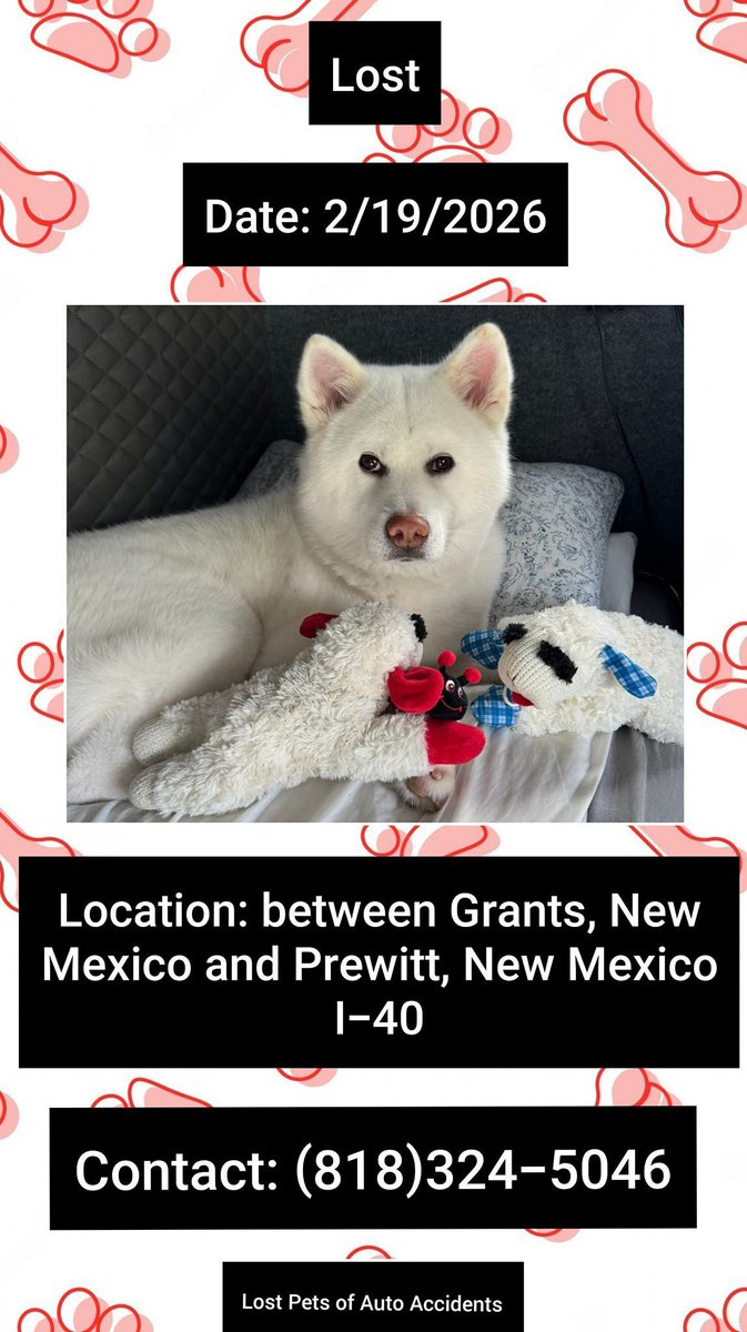 Akiko was in a car accident &amp; ran from the car 2/19/26
Between #Grants #NewMexico and #Prewitt New Mexico in I-40.
Female
White with some Orange spotting near ears
4 Year's Old 
Wearing teal collar 
Please contact (818)324-5046 w any sightings
buff.ly/hxP0NE9 #NM #Lostdog