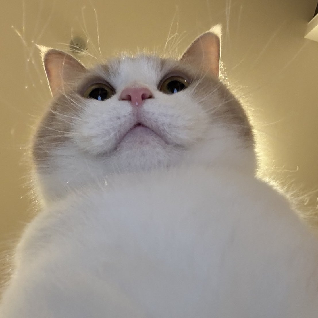 実は入籍記念日なんです。 えぇ…ニャンコが好きなので、この日にしました💖