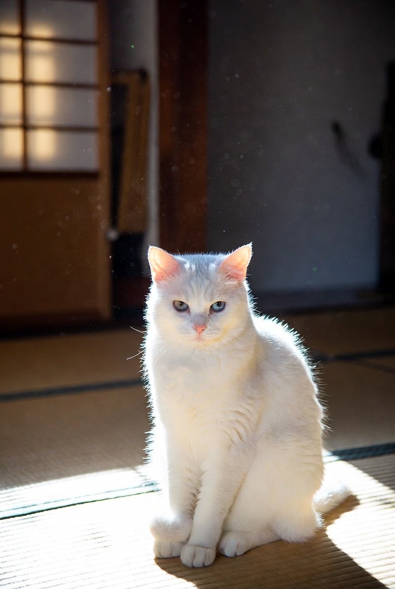 Post by 猫田 猫太郎 on X: #猫の日