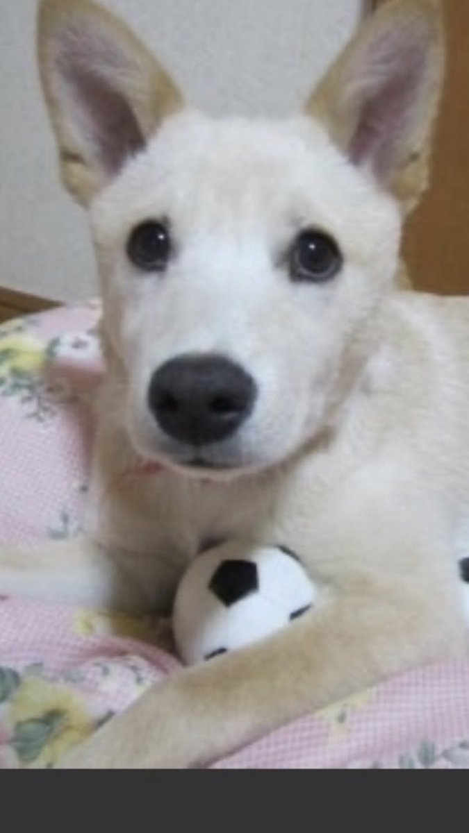 KSharacoco's tweet photo. 2025.2.21はココちゃん🐕が🌈の橋を渡った日❤️2015.4.4にうちの🐕になってくれたね！
あれから10年10ヶ月と17日。いろんなことがあったな😭🤭サイコーに🗻🌊楽しかったな❣️
今度生まれてきたら🍜屋には貰われるなよ（笑）　　ありがとうな🙏 https://t.co/OLkOvKMK0d