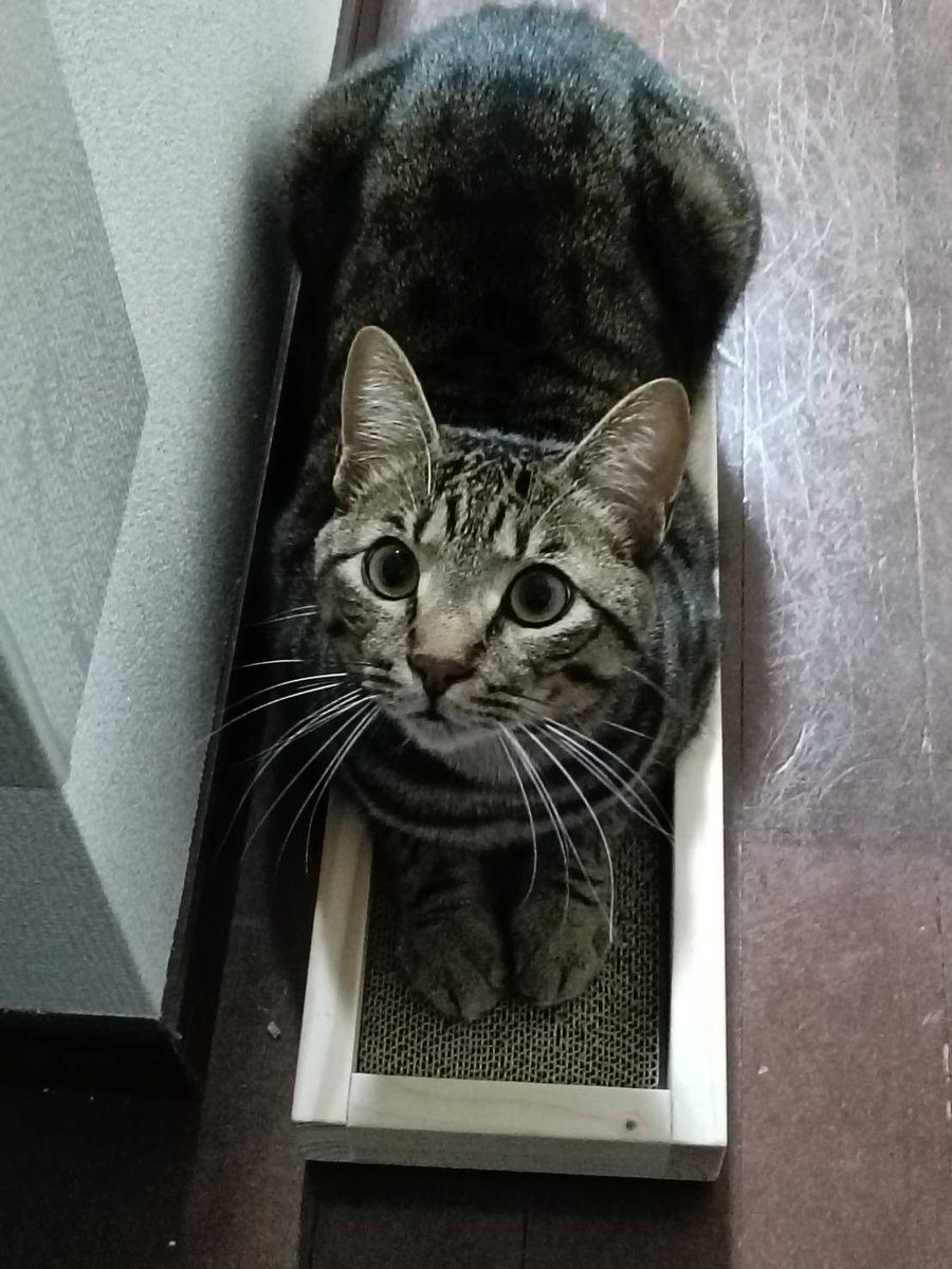 猫ちゃんを飼えたあかうんと@ぴぃすけ (@nyankotokurasi) / Posts / X